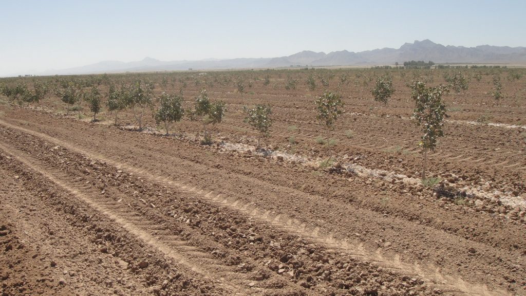 کمیته فنی پسته