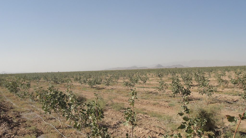 کمیته فنی پسته