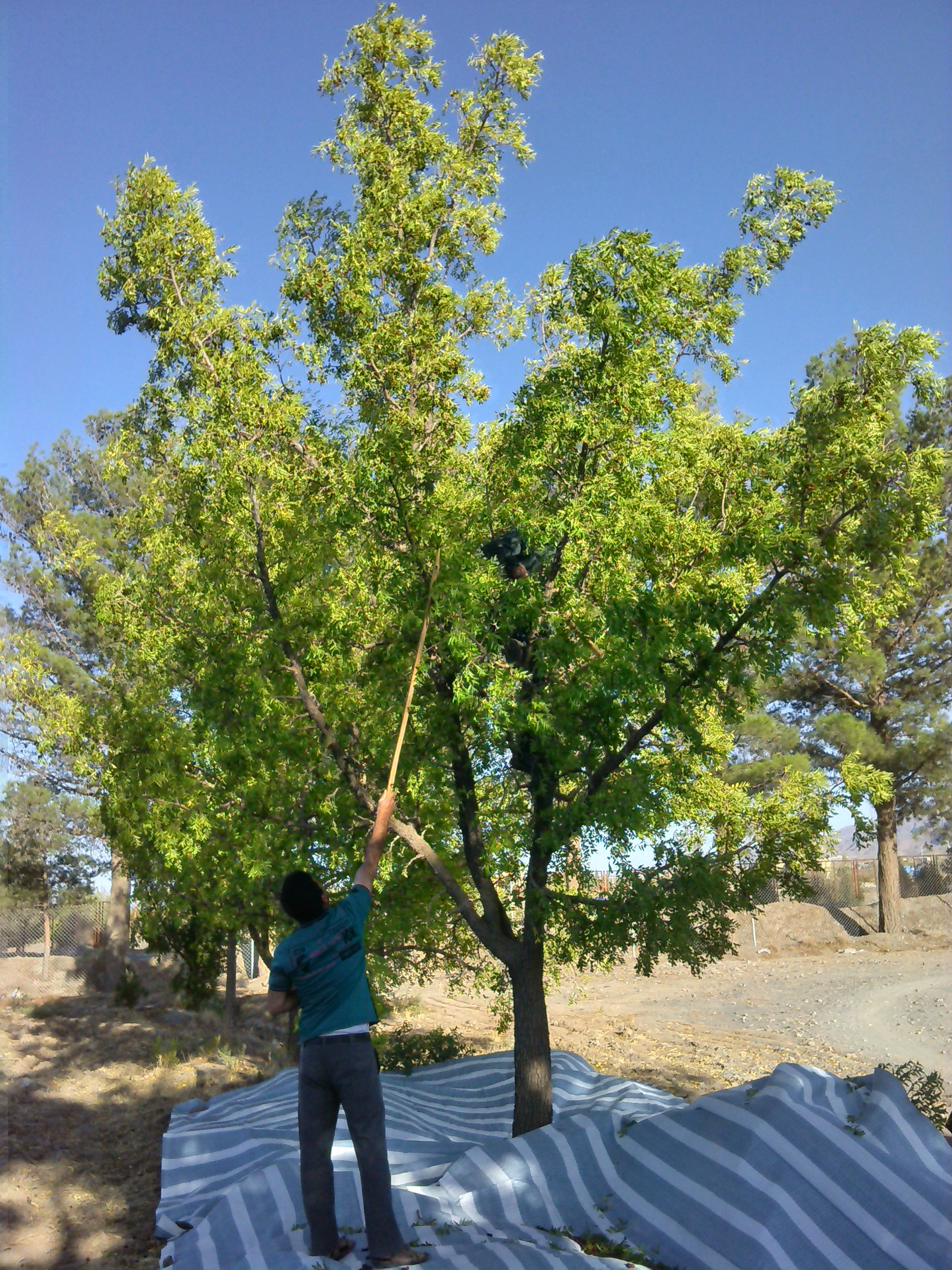 IMG_۲۰۱۴۰۸۳۰_۱۷۳۶۱۵