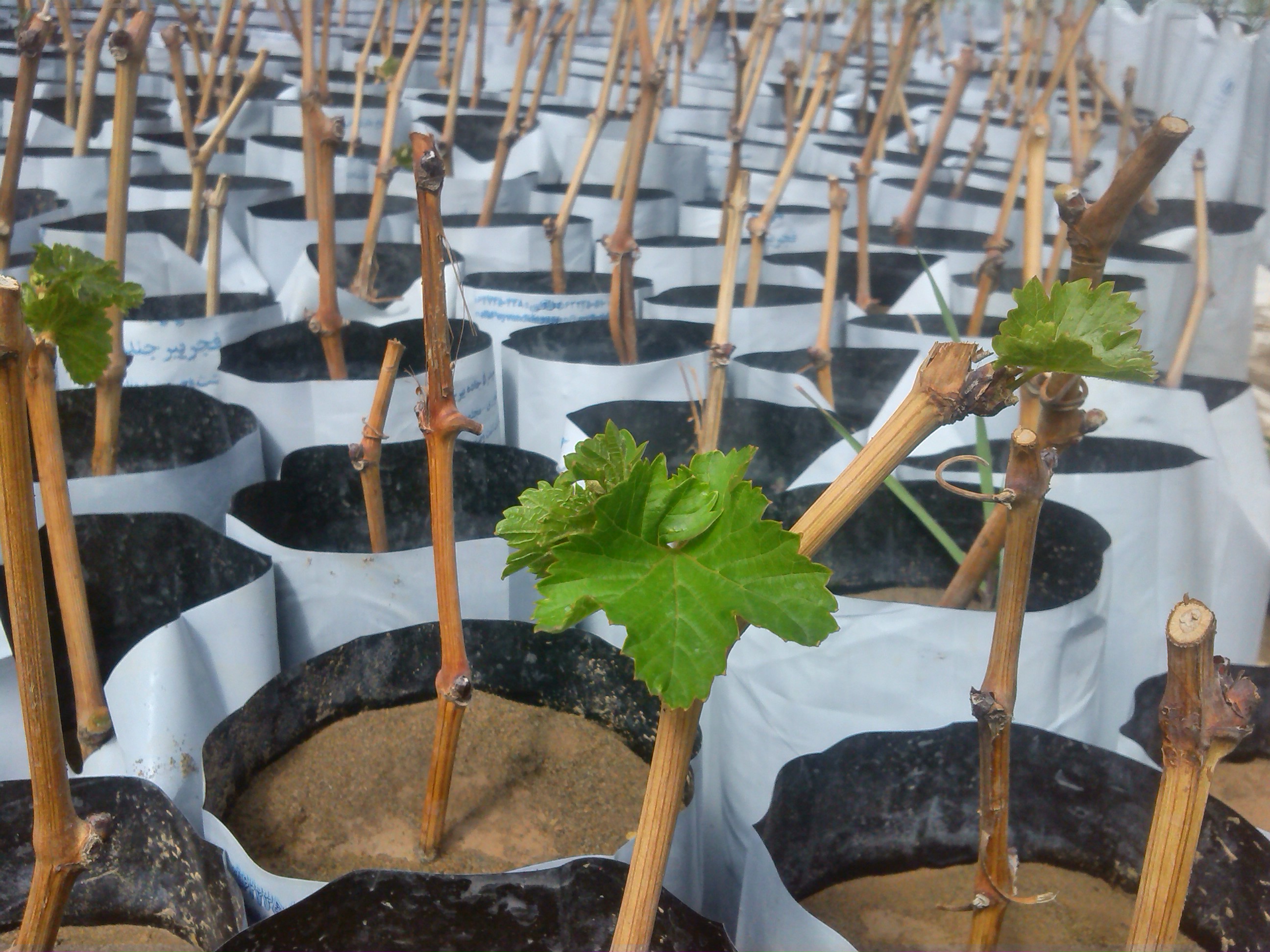 IMG_۲۰۱۷۰۳۲۸_۱۳۴۲۳۱