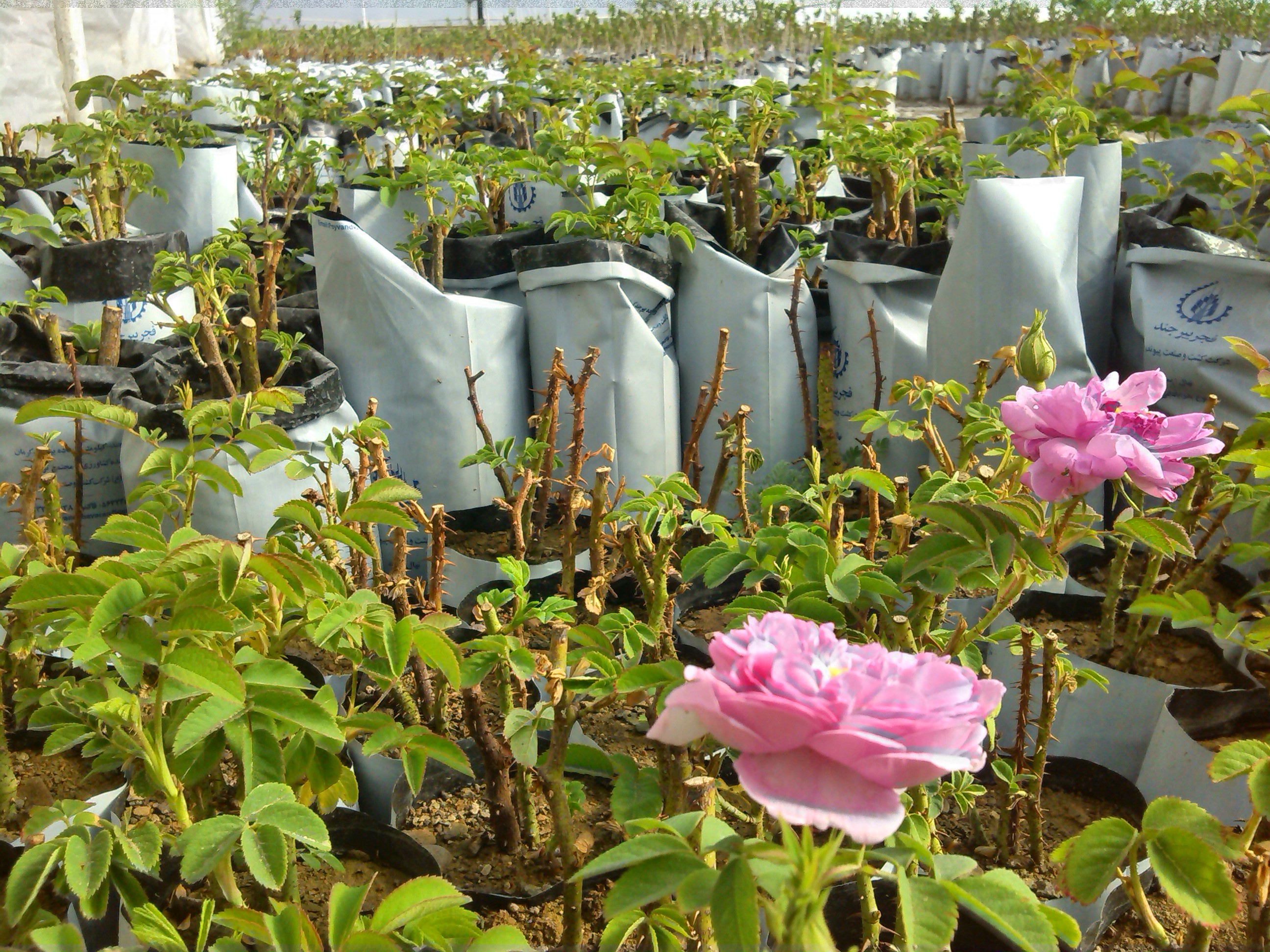 IMG_۲۰۱۷۰۴۰۲_۰۹۰۲۲۴