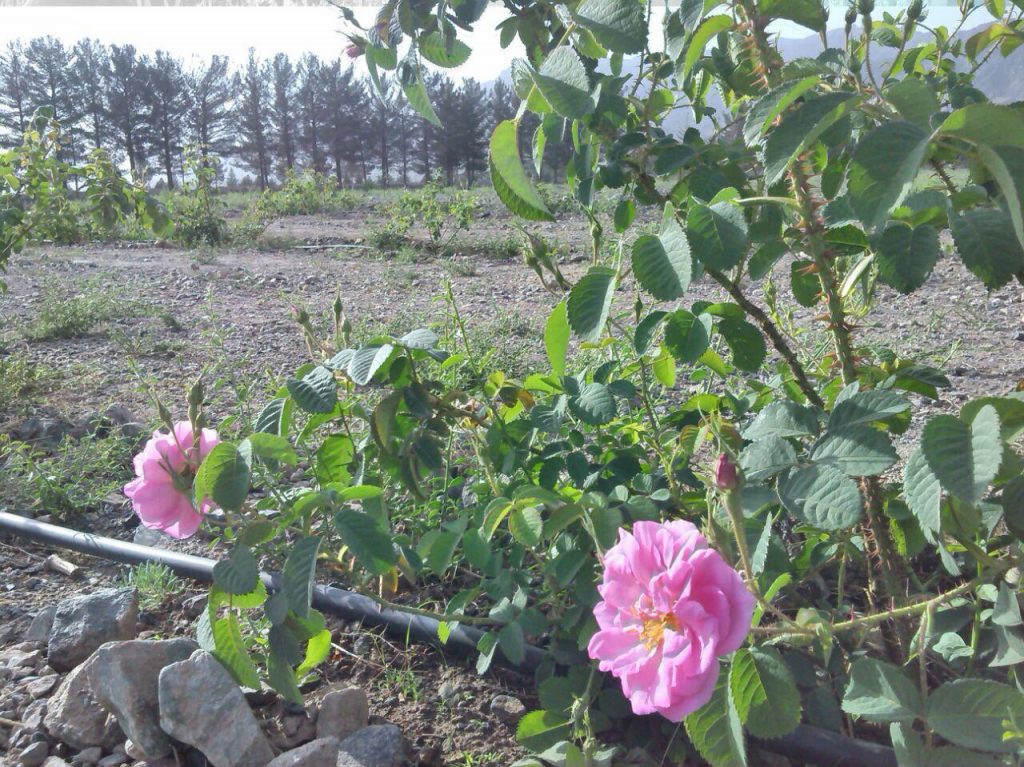 photo_۲۰۱۸-۰۴-۱۶_۰۹-۵۱-۰۳