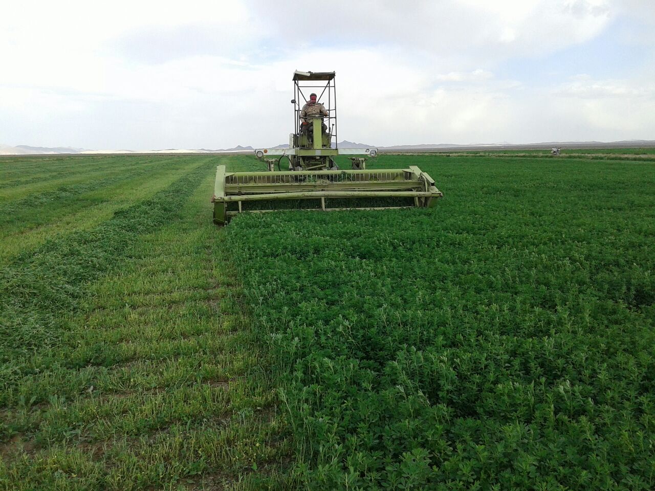 دروی یونجه-۲