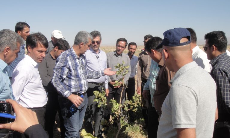 برگزاری کمیته فنی پسته هلدینگ کشاورزی و دامپروری در شرکت کشت و صنعت پیوند خاوران