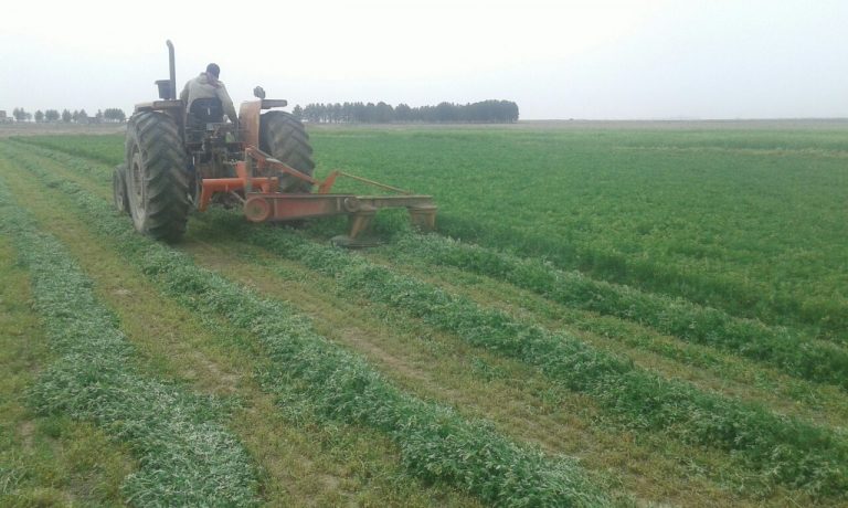 برداشت یونجه از اراضی شرکت کشت و صنعت پیوند خاوران