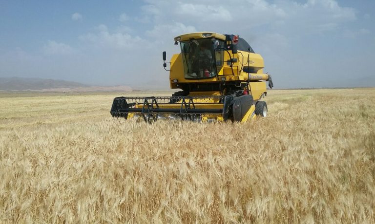 شروع عملیات برداشت غلات در شرکت کشت و صنعت پیوند خاوران