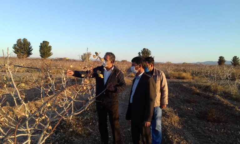 بازدید آقای مهندس صفایی مدیر محترم تولیدات کشاورزی هلدینگ فردوس پارس از طرح های توسعه ای باغات پسته شرکت پیوند خاوران