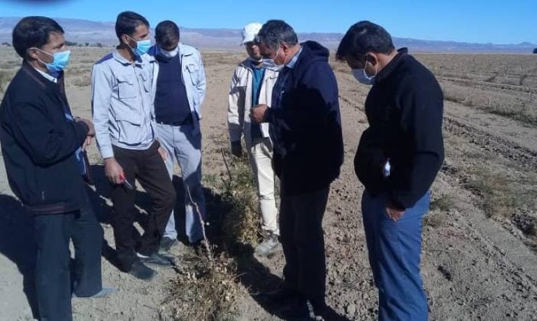 برگزاری دوره آموزشی عملیات های باغبانی پس از برداشت باغات پسته توسط دکتر حکم آبادی در شرکت کشت و صنعت پیوند خاوران