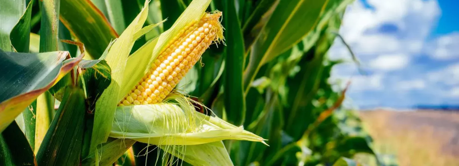 تولید ذرت علوفه ای