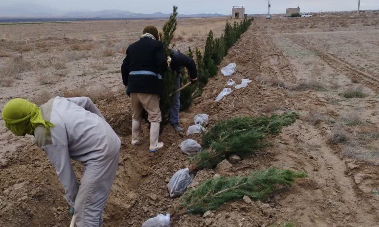 احداث بادشکن در باغات پسته شرکت کشت و صنعت پیوند خاوران