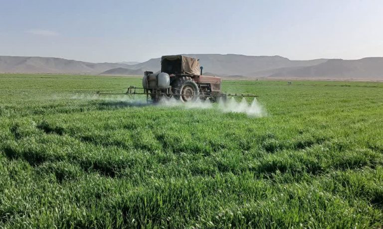 محلول‌پاشی مزارع غلات برای تقویت رشد و افزایش عملکرد در شرکت کشت و صنعت پیوند خاوران