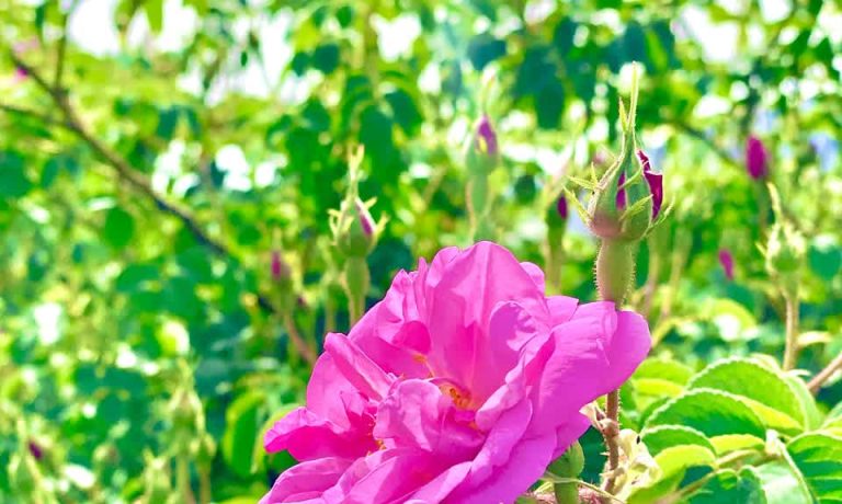 آغاز برداشت گل محمدی در شرکت کشت و صنعت پیوند خاوران