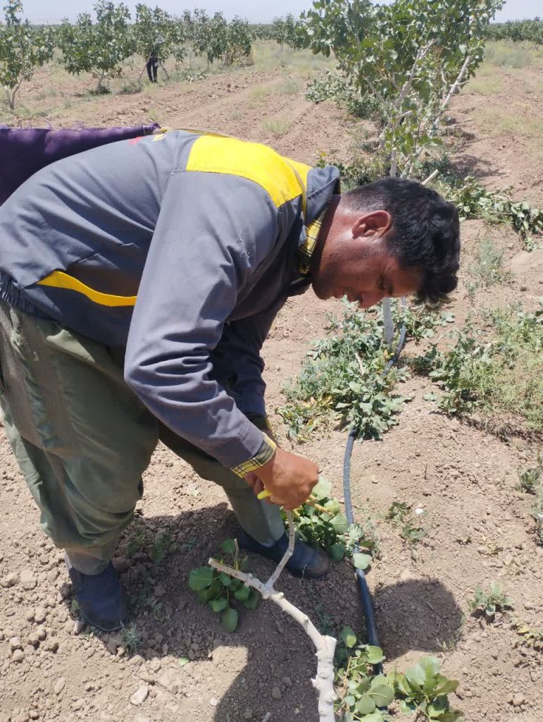 عملیات پیوندزنی