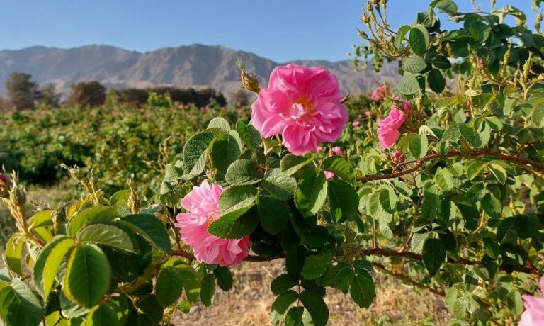 آغاز برداشت گل محمدی در شرکت کشت و صنعت پیوند خاوران