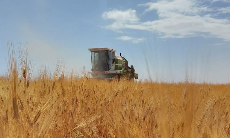 آغاز برداشت جو در شرکت کشت و صنعت پیوند خاوران