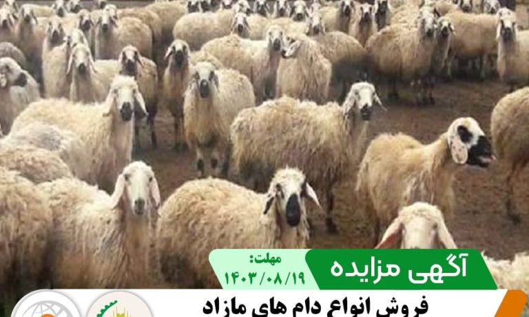 فروش انواع دام مازاد در شرکت کشت و صنعت پیوند خاوران
