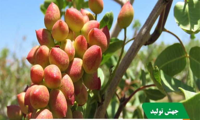 افزایش رکورد ۹۰ درصدی تولید پسته در شرکت کشت و صنعت پیوند خاوران