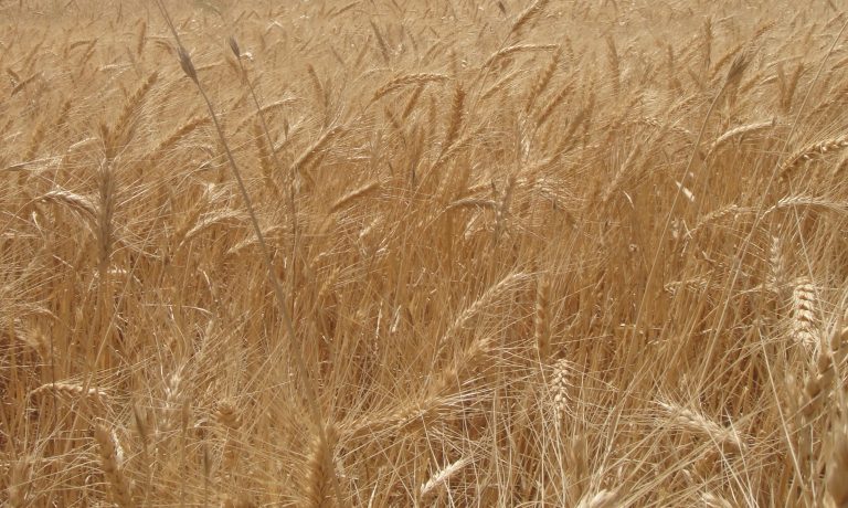 آغاز برداشت غلات در شرکت کشت و صنعت پیوند خاوران