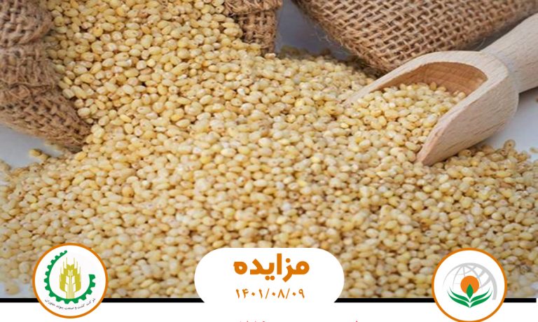 آگهی مزایده حدود ۱۷۶ تن ارزن تولیدی شرکت کشت و صنعت پیوند خاوران