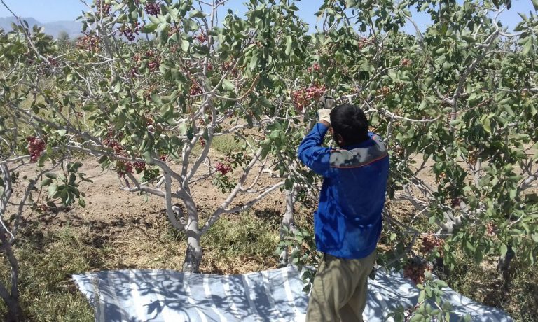 آغاز برداشت پسته در شرکت کشت و صنعت پیوند خاوران