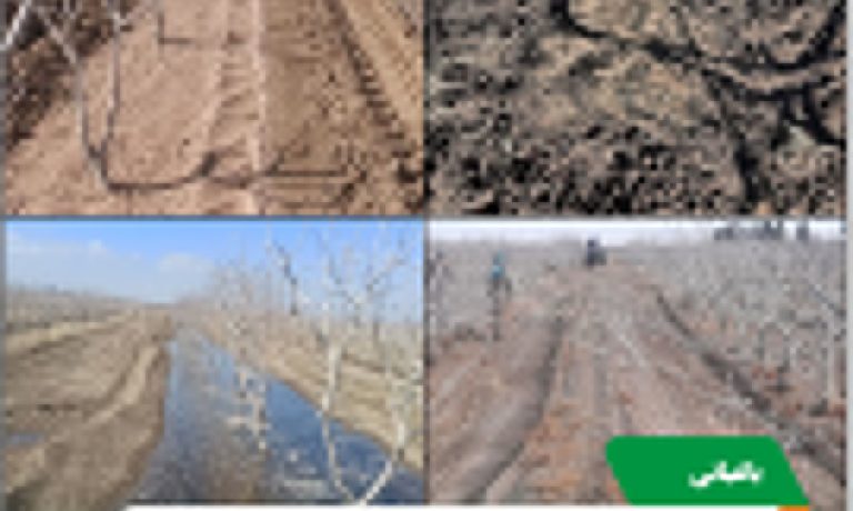 انجام عملیات زمستانه باغات پسته در شرکت کشت و صنعت پیوند خاوران