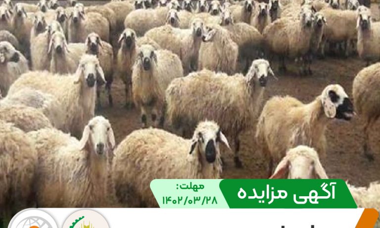 آگهی مزایده دام های مازاد در شرکت کشت و صنعت پیوند خاوران
