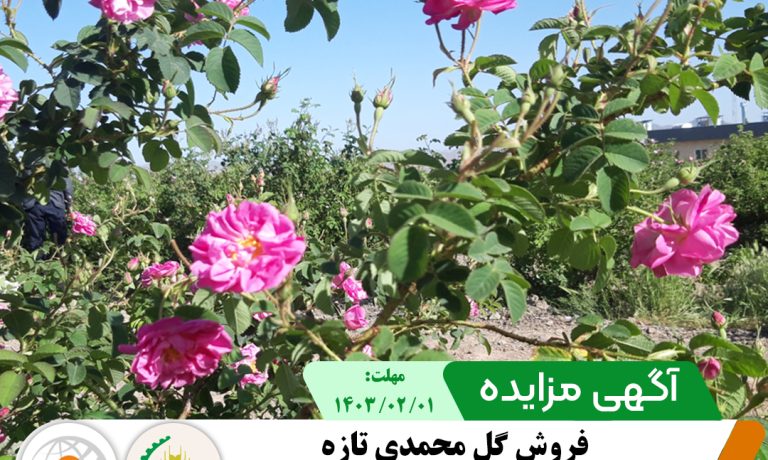 آگهی مزایده فروش گل محمدی در شرکت کشت و صنعت پیوند خاوران