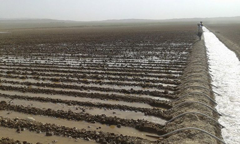 آغاز کاشت غلات در شرکت کشت و صنعت پیوند خاوران