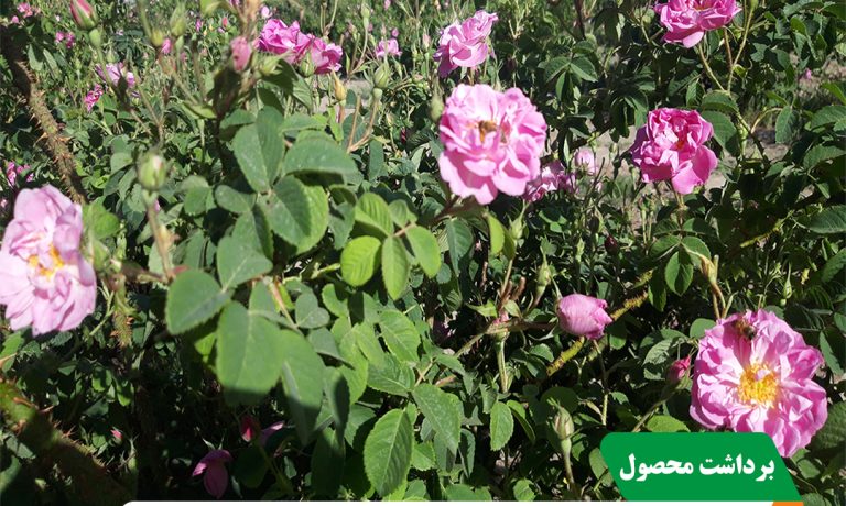 آغاز برداشت گل محمدی در شرکت کشت و صنعت پیوند خاوران